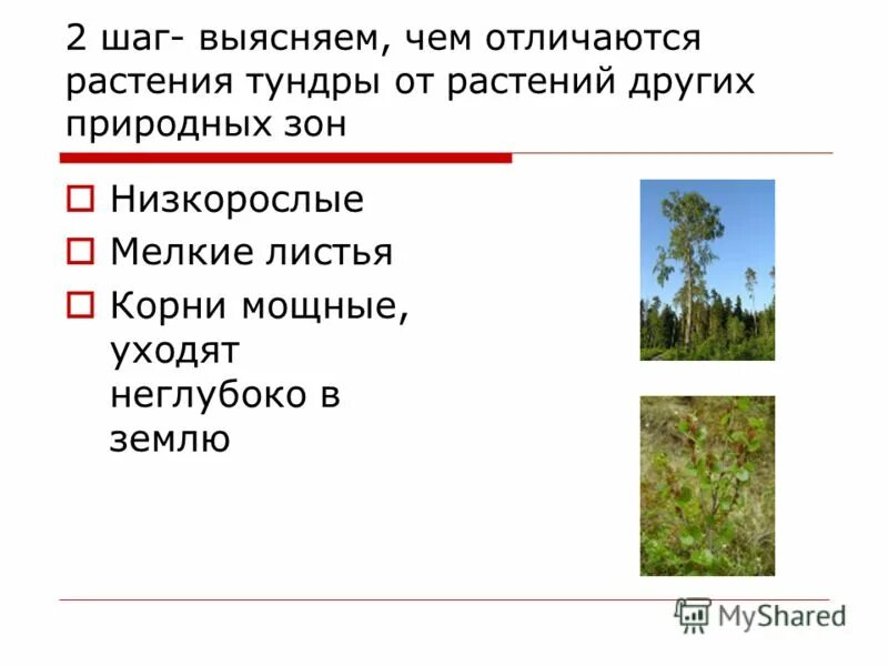 Приспособления растений в тундре. Приспособление растений к условиям тундры. Как растения приспосабливаются. Приспособления растений к условиям жизни.