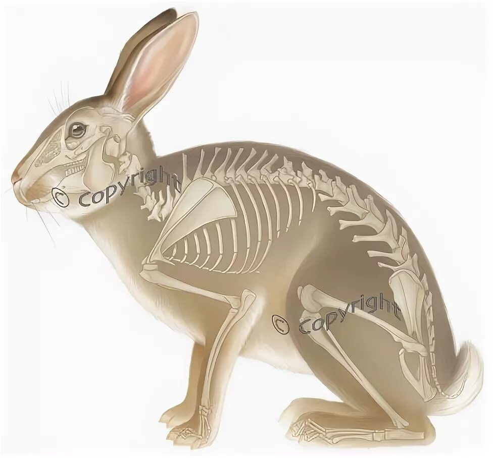 Скелет кролика. Скелет зайца. Костный скелет кролика. Анатомия кролика скелет.