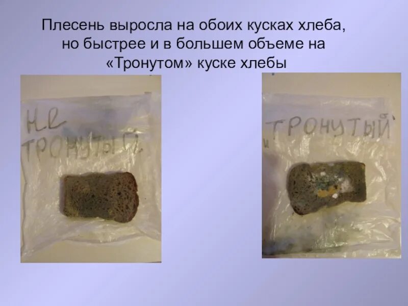 Как быстрее вырастить плесень на хлебе. На хлебе выросла плесень. опыт с хлебом и плесенью. вырастить плесень на хлебе. вырастить плесень на хлебе быстро.