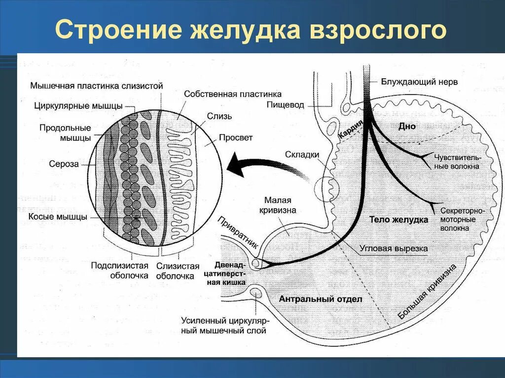 Строение желудка анатомия. Анатомические структуры желудка. Желудок схема. Внутреннее строение желудка