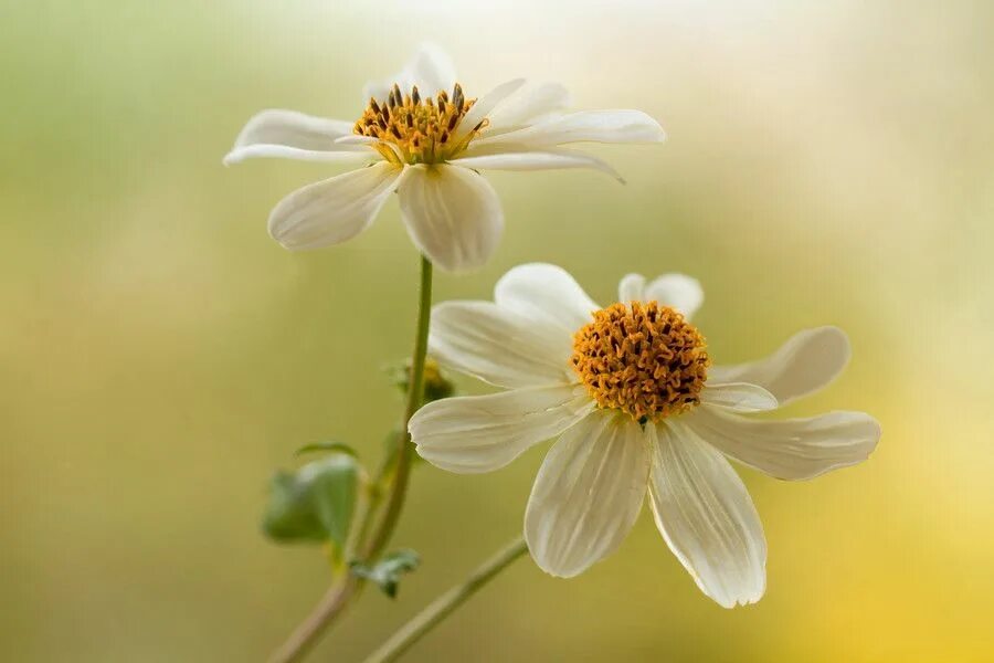 Wait flowers