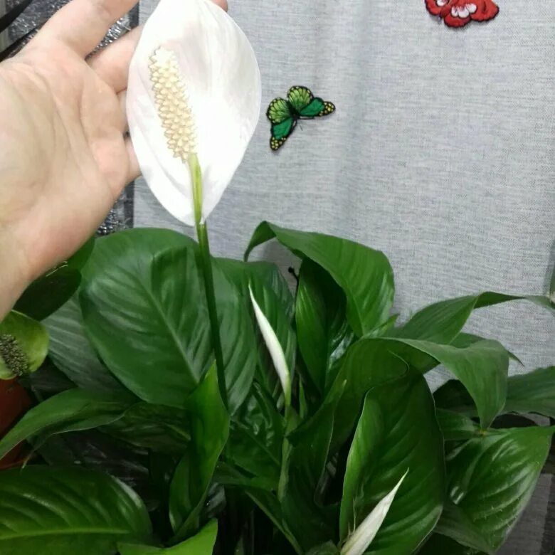 Спатифиллум alfa. Спатифиллум семена. Спатифиллум альфетта. Спатифиллум арлекин. Спатифиллум гигант.