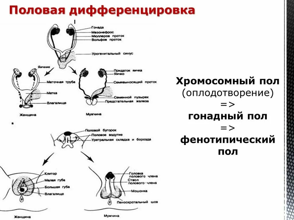 Схема индифферентной стадии развития репродуктивной системы,. Схема формирования половой системы. Половая дифференцировка. Формирование половых органов у зародыша. Развитие органов женской половой системы