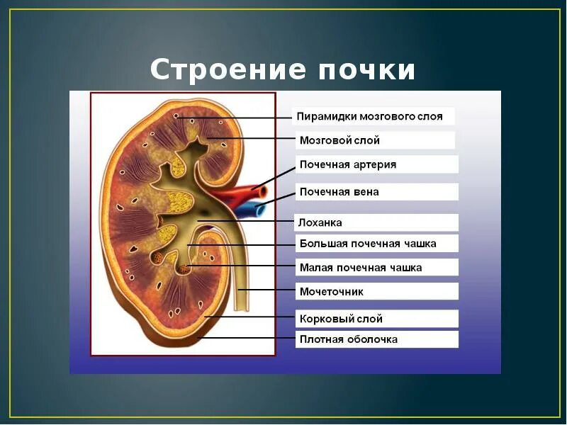 Почки часть какой системы. Почечная лоханка строение анатомия. Строение почки почечный синус. Строение почки 3 слоя. Синус почки анатомия.