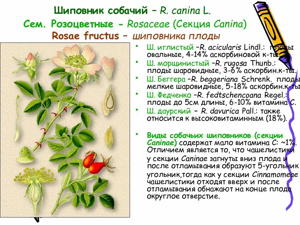 Вегетативные почки шиповника. Rosae Fructus. Классификация шиповника собачьего.