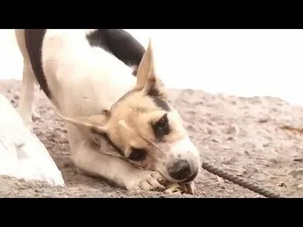 Слуга при собаках