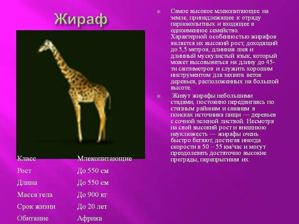 Жираф. Жираф доклад. Жираф описание животного. Рассказ о жирафе.
