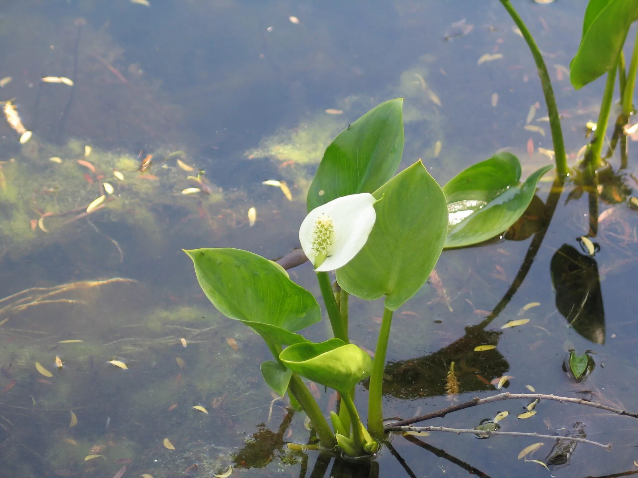 Водные растения у воды. Белокрыльник боло́тный. Белокрыльник болотный Calla palustris Калла Болотная. Белокрыльник Calla palustris. Белокрыльник болотный Карелия.