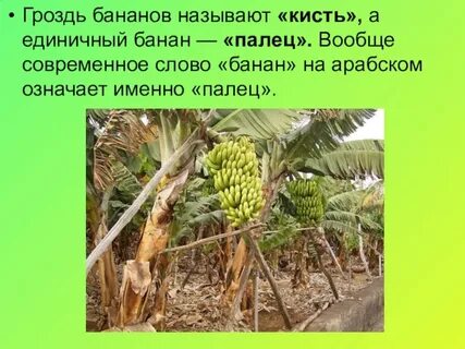 Растения старого света