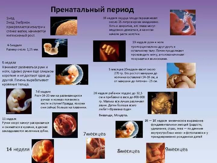 На какой неделе формируется. Этапы развития ребенка внутриутробно по неделям. Периоды развития эмбриона. Пренатальный период развития это. Этапы пренатального развития.