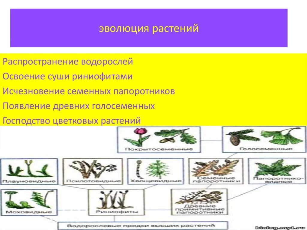 Эволюция растений от водорослей до цветковых. Эволюционные преобразования органов растений. Схема эволюционных преобразований у растений. Эволюция. Растения.