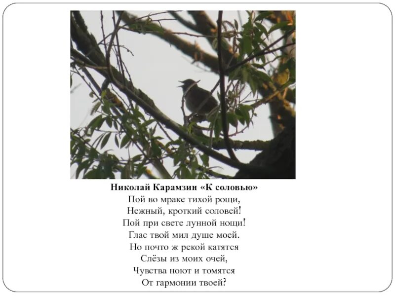 Песня соловья стих 5 класс. Соловей приметы. К соловью Карамзин. Стих Карамзина к соловью. Стихотворение соловьи.