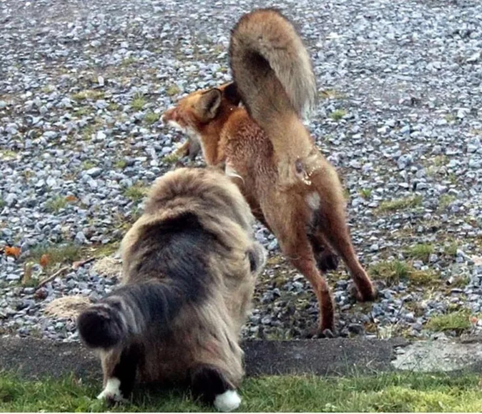 Собака гонится за лисой. Кот прогоняет лису. Смелые животные. Драка лисы и кота.