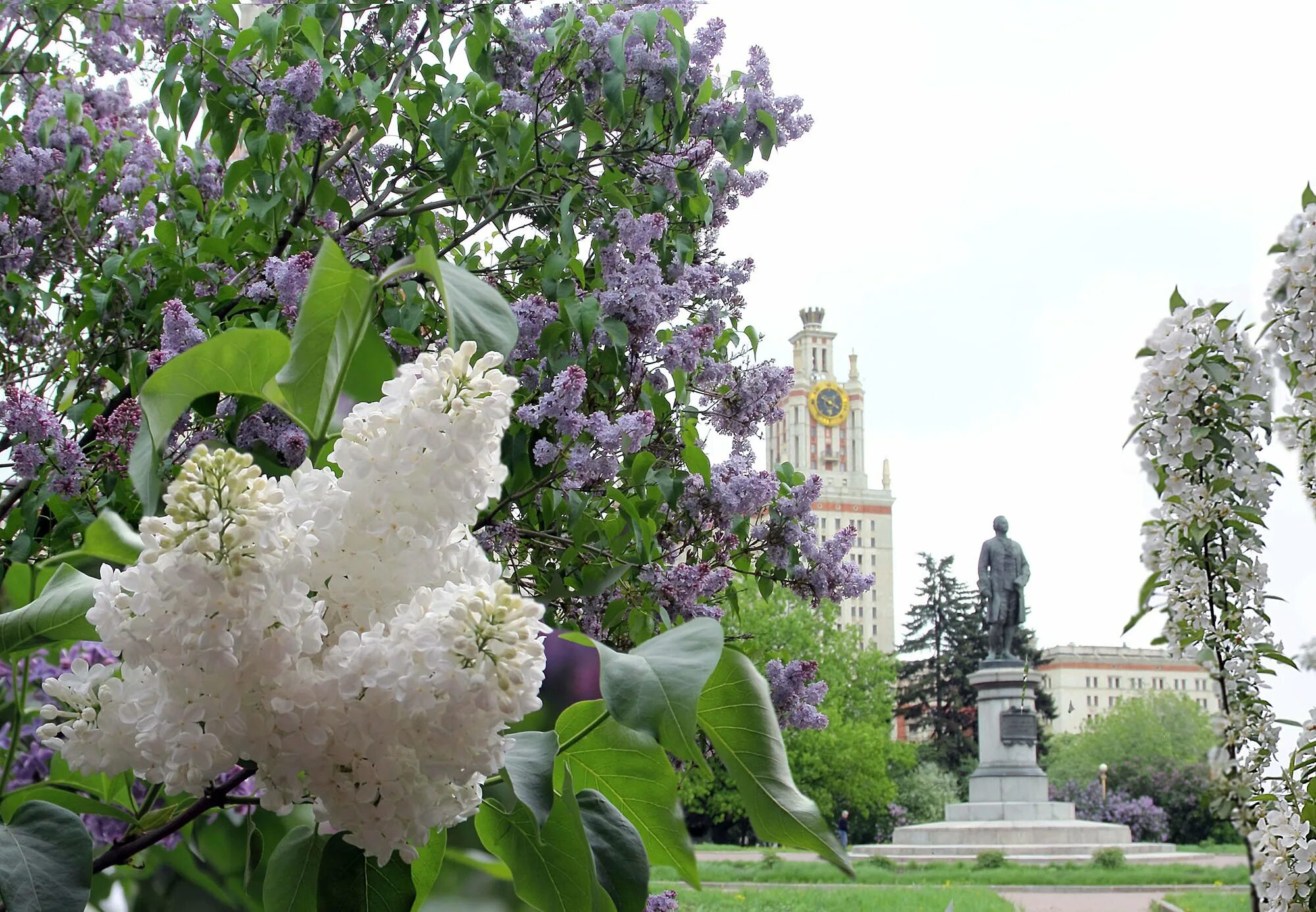 Сирень в подмосковье. Сирень Дрезден Чайна. Сирень Московский университет. Царское село Санкт-Петербург и сирень. Сирень обыкновенная Московский университет.