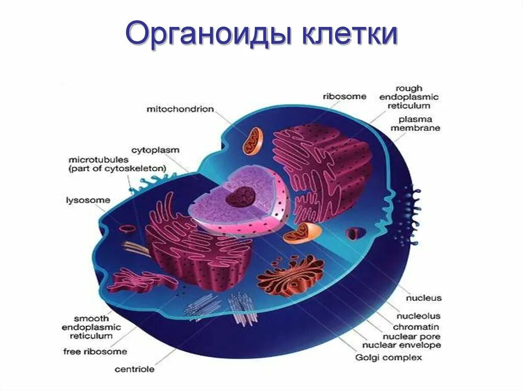 Мембранные органоиды эукариотической клетки. Структура органелл клетки. Строение клеточных органелл. Строение органелл клетки. Строение клеток мембранные органоиды