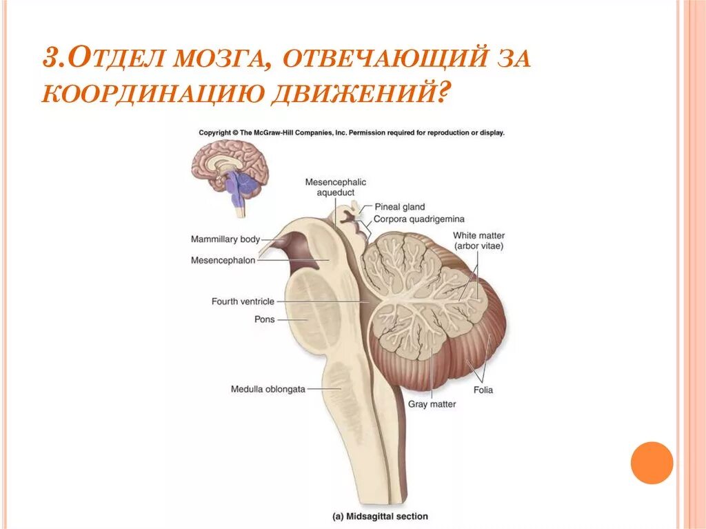 За координацию движений отвечает. Отдел мозга отвечающий за координацию. За координацию движений отвечает отдел головного мозга. Зона мозга отвечающая за координацию движений.