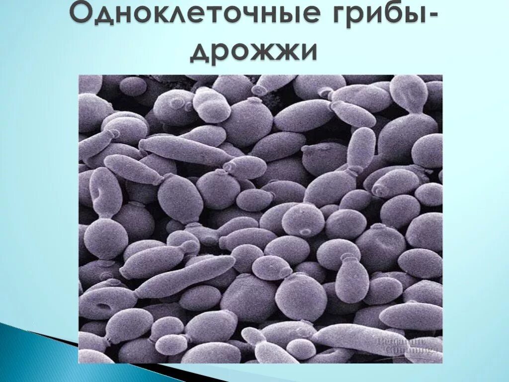 Признаки одноклеточных грибов. Одноклеточные дрожжевые грибы. Одноклеточные дрожжи. Дрожжи грибы. Одноклеточный организм дрожжи.