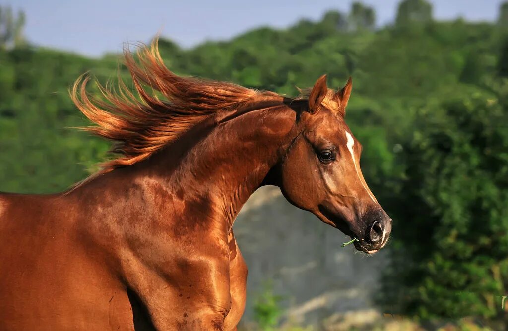Лошади арабские скакуны. Арабская порода сиглави. Арабская чистокровная лошадь рыжая. Арабская лошадь арабский скакун рыжий. Рыже черная лошадь