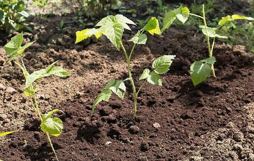 Когда можно пересаживать малину на другое. Мульчирование ремонтантной малины. Корневые отпрыски малины. Крапивка малины. Посадка ремонтантной малины.