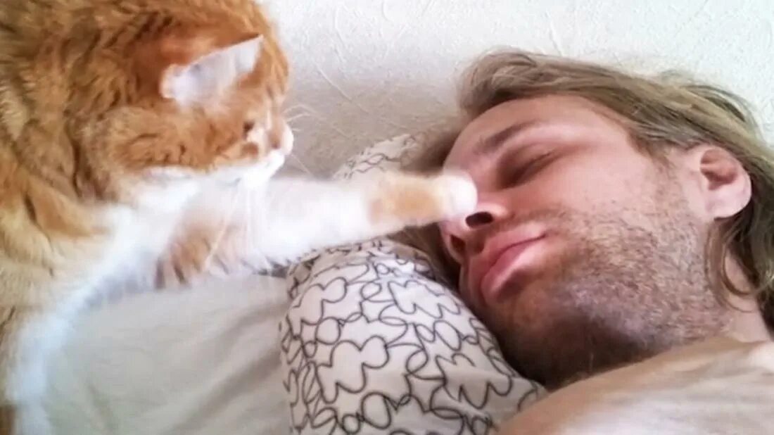Разбудили видео. Кот будит хозяина. Кот утром будит хозяина. Кота разбудили. Кот будит хозяйку.