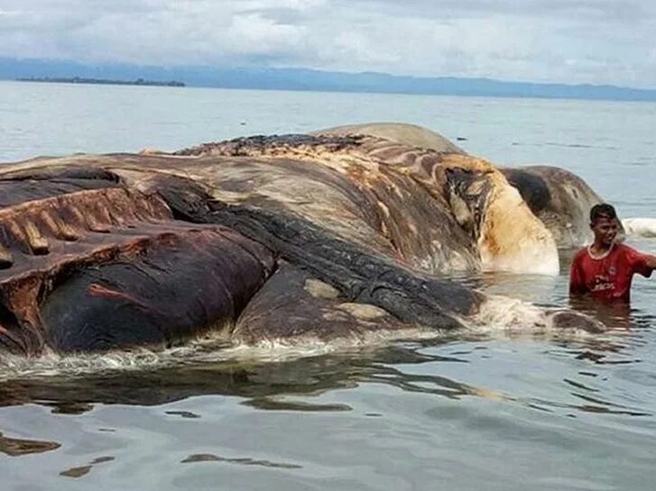 Вынесло на берег. Огромные морские существа. Неизвестные морские животные. Гигантские морские существа.