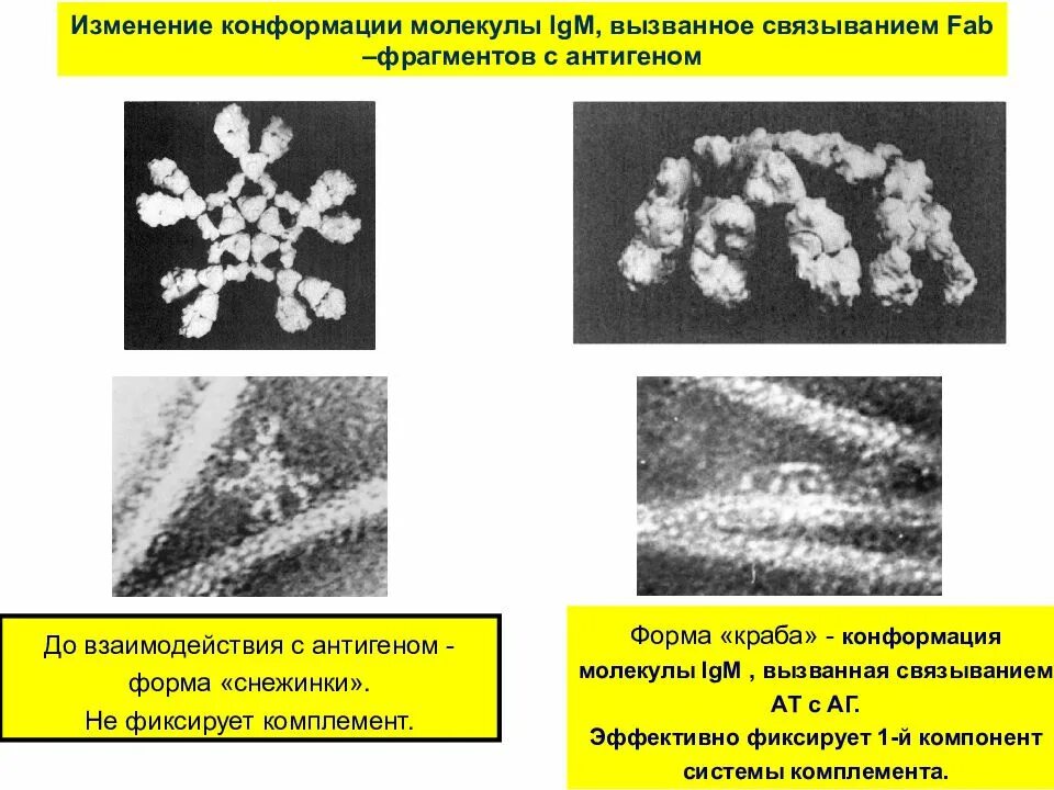 Изменение конформации. Конформации молекулы иммуноглобулина класса м краб. Конформации молекулы иммуноглобулина класса м. Изменение конформации молекулы. Конформации молекулы иммуноглобулина класса м Снежинка краб.