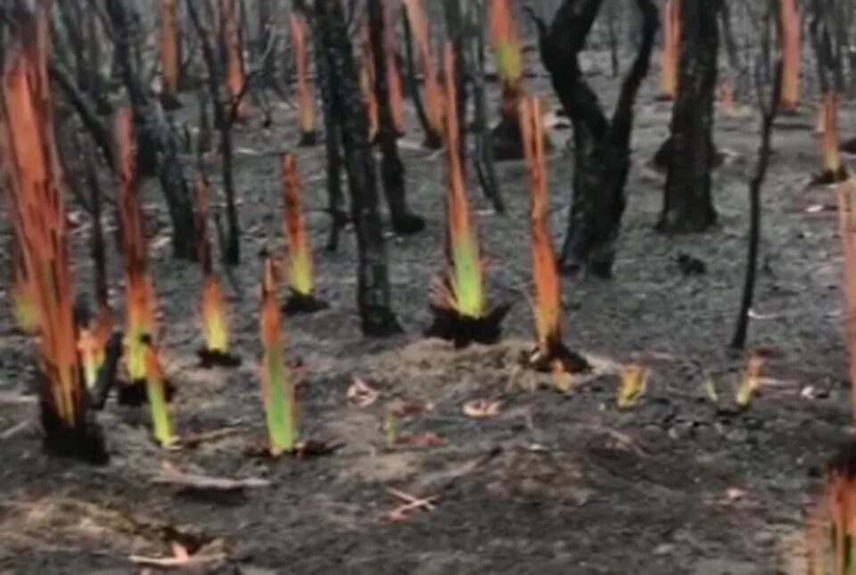 Деревья после пожара. Растения после пожара. Австралийский лес после пожара. Росток после пожара.