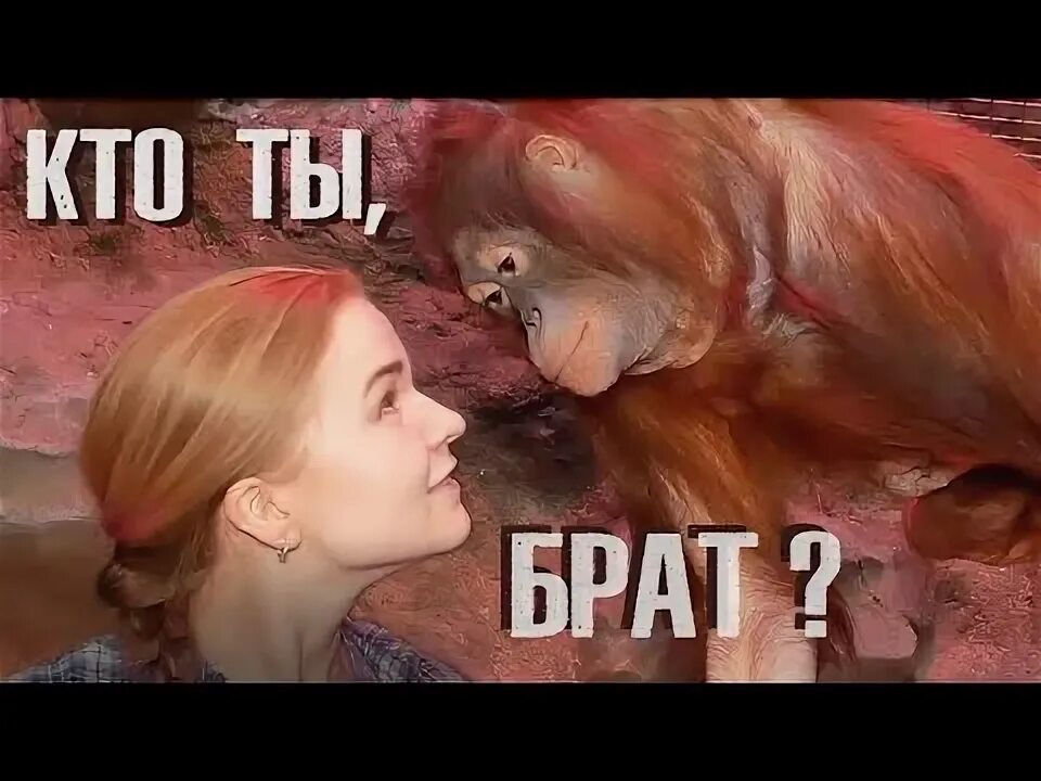 Гидеон пруэтт. Блондинка с рыжим котом. Большой рыжий брат. Большой рыжий брат. Рыжие коты.