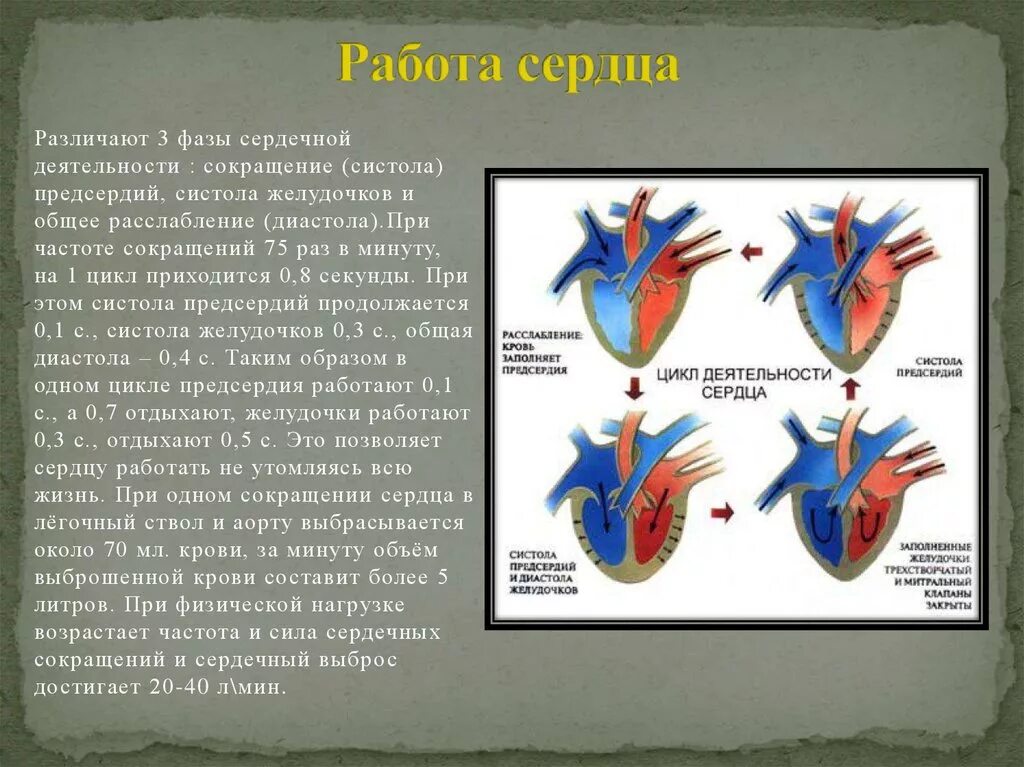 Расслабление предсердий и желудочков. Деятельность сердца. Работа сердца сердечный цикл. Сокращение сердца это систола. Фазы сокращения сердца.