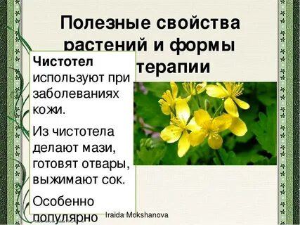 Соком чистотела лечат заболевания кожи