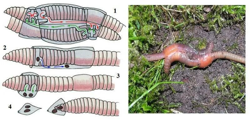 Развитие с метаморфозом дождевой червь. Размножение кольчатых малощетинковых червей. Кольчатые черви Малощетинковые дождевой червь. Копуляция дождевых червей. Копуляция кольчатых червей.