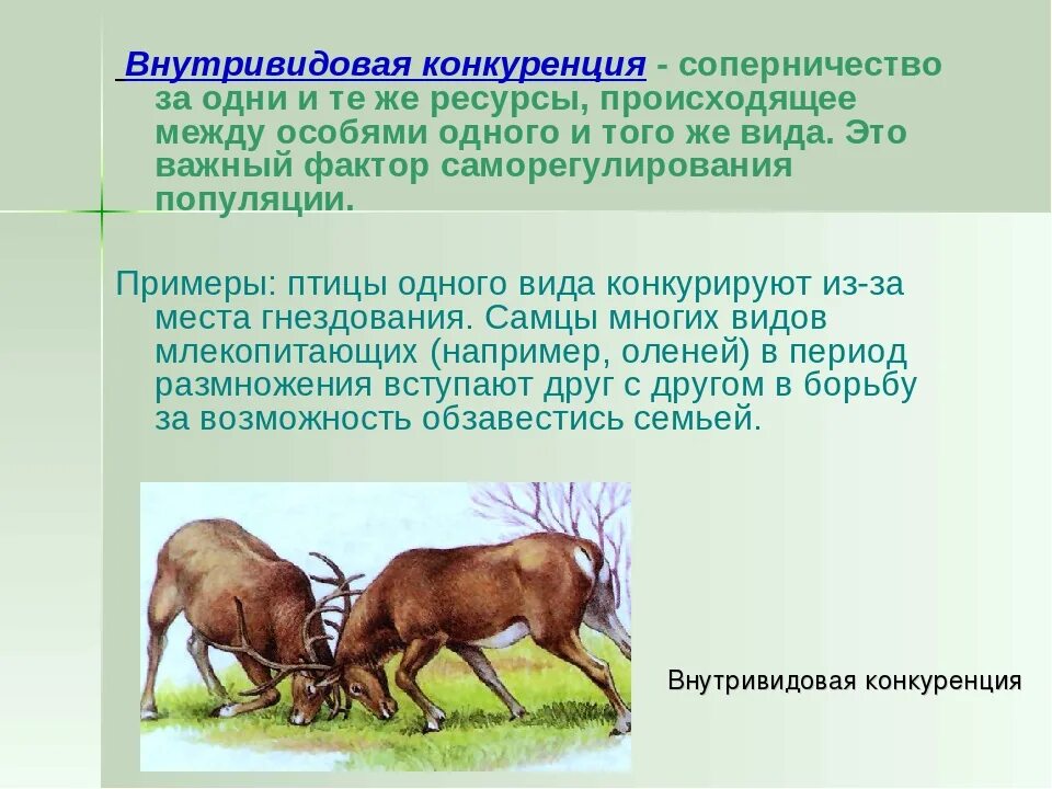 Особенности среди организмов. Внутривидовая конкуренция это в биологии. Внутривидовая и межвидовая конкуренция. Внутривидоваяконгкуренция. Внутривидовая конкуренция примеры.