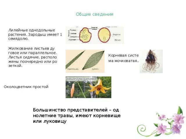 Алоэ однодольное или двудольное. Семейство Лилейные жилкование листьев. Класс Однодольные семейство Лилейные. Жилкование листьев у однодольных растений. Представители Однодольные листья.