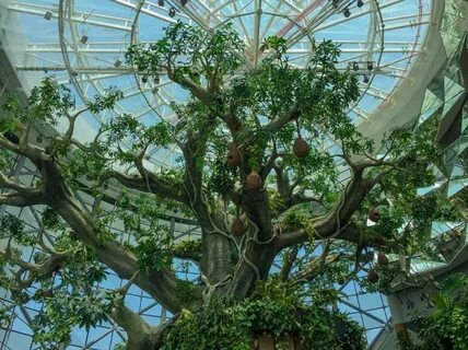 Dubai tree