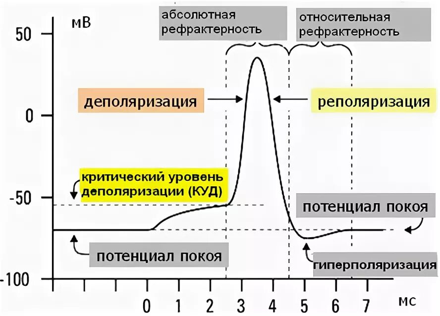 Рефрактерность физиология. Критический уровень деполяризации физиология. Критический уровень деполяризации мембраны. Деполяризация мембраны это. Деполяризация мембраны это в физиологии.