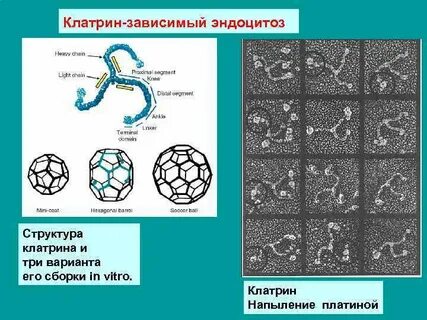 Клатрин зависимый эндоцитоз