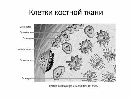 Название клеток костной ткани