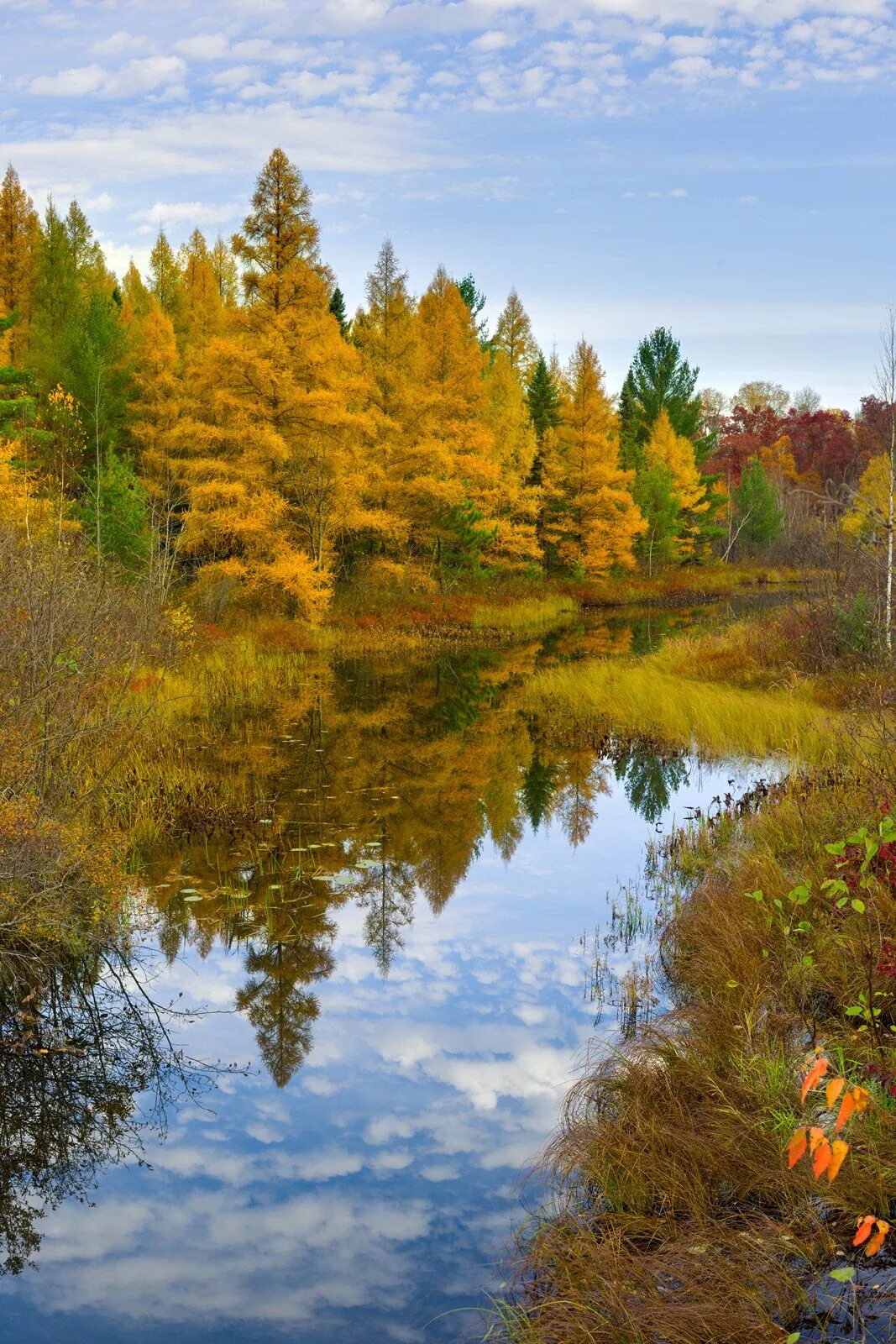 Родной край осенью. Удмуртская Республика природа. Природа лес Удмуртия. Осень в России. Осенняя природа.