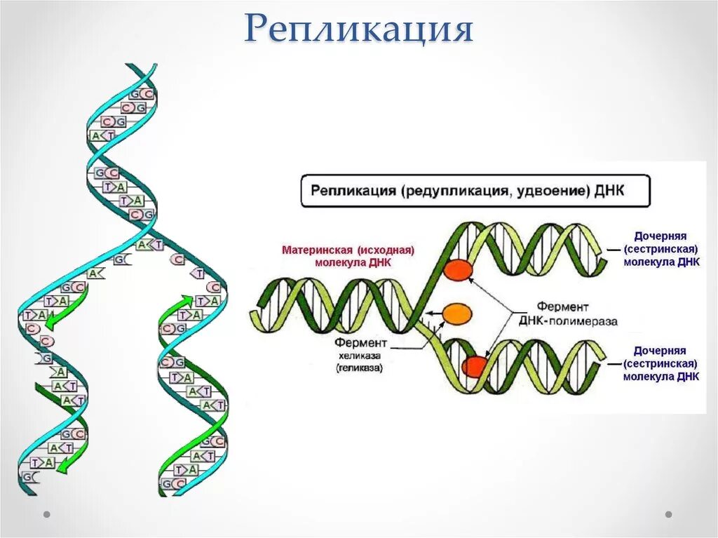 Схема редупликации ДНК. Репликация биология схема. Схема репликации молекулы ДНК по биологии. Репликация ДНК таблица. Репликация в биологии
