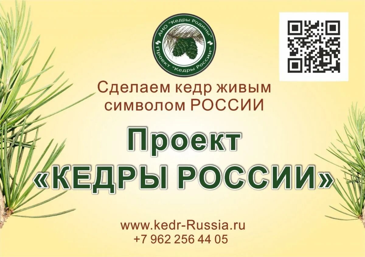 общество кедр