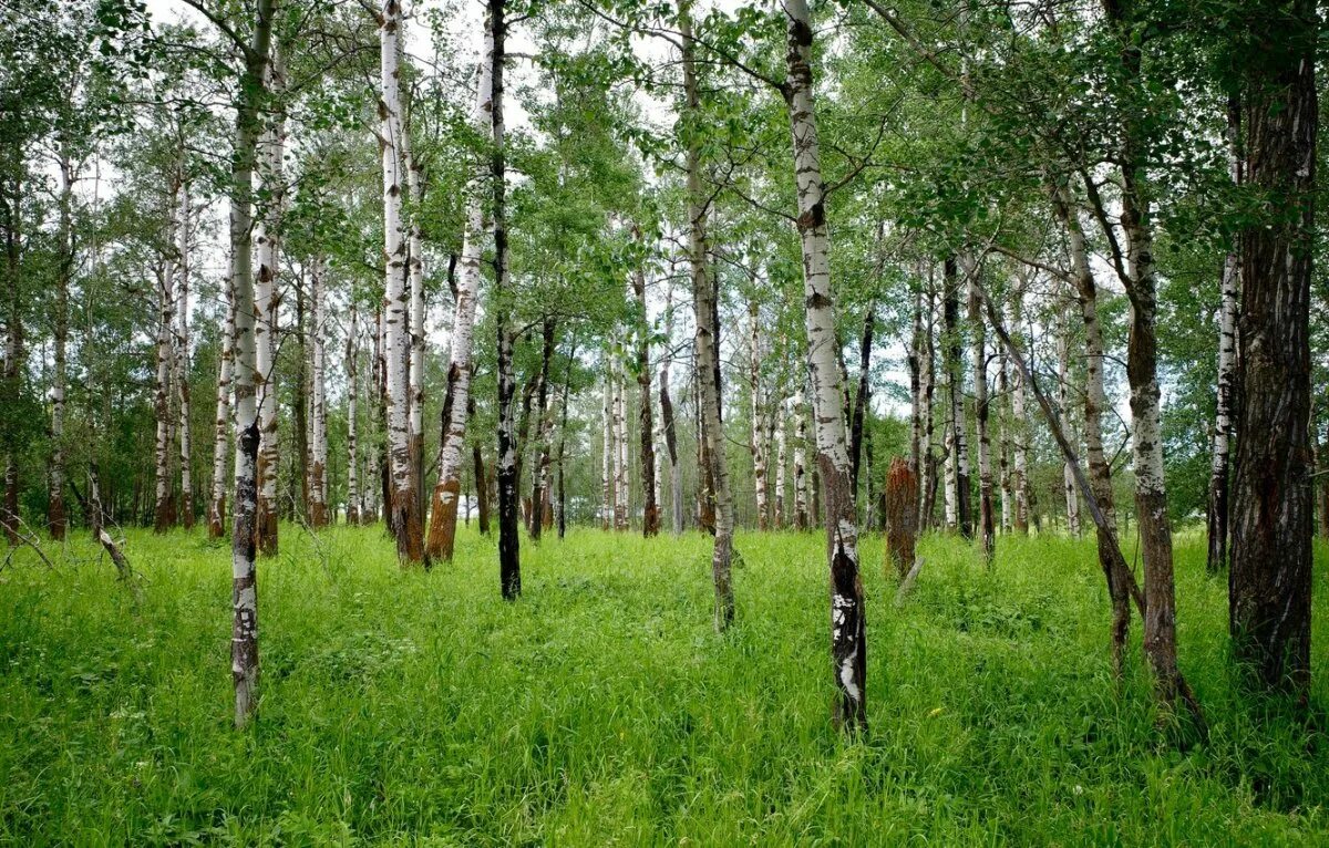 Лес где растет береза. Березняк, Березовая роща. Березовая роща Ростов на Дону лес. Березовая роща Тверь. Березовая роща Далматово.