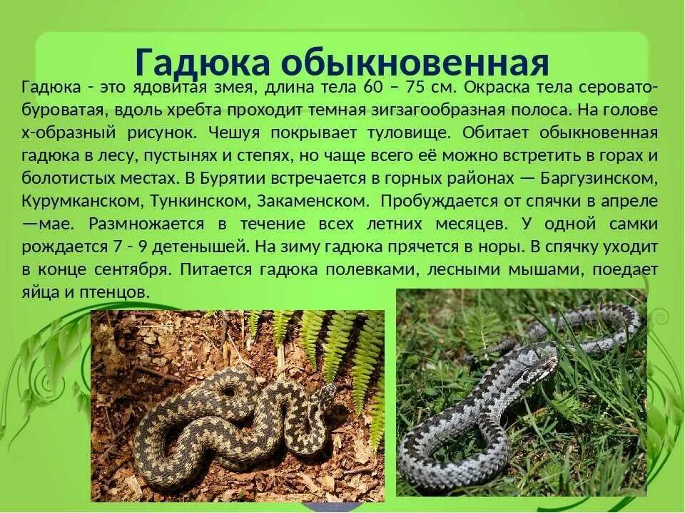 Где гадюки в россии. Рассказ о гадюке обыкновенной. Змея гадюка ядовитая описание. Описание рассказ гадюка обыкновенная. Где обитают змеи гадюки.