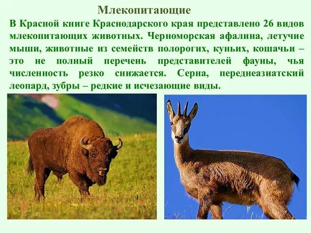 Презинтация урок - путешествие по страницам Красной книги