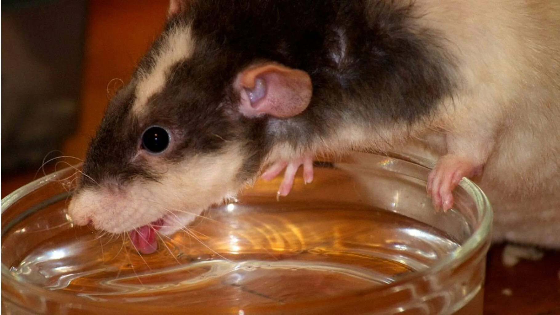 Мышь пьет. Мышь выпивает. Мышь пьет воду. Мыши напились.