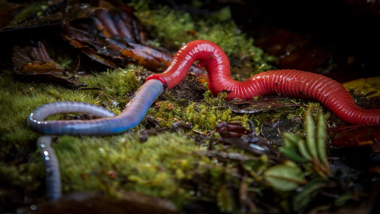 Червь Земляной (Lumbricus terrestris). Гигантская красная пиявка Кинабалу. Австралийский гигантский дождевой червь. Беспозвоночные змей