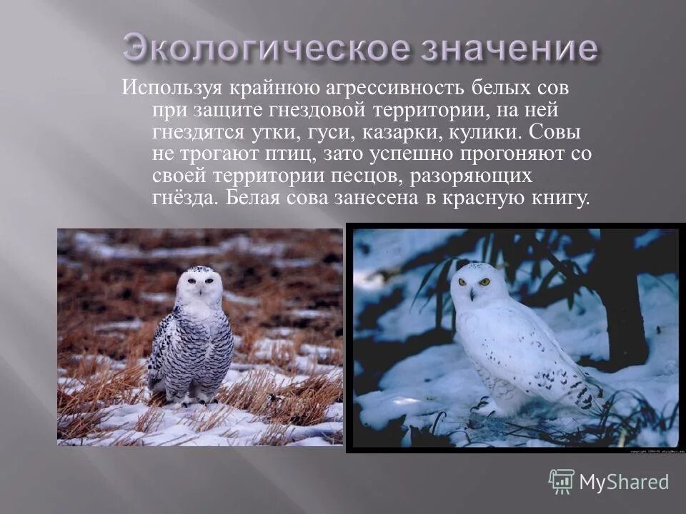 Белая сова какая природная зона. Белая Сова занесена в красную книгу России. Занесена ли Полярная Сова в красную книгу. Белая Сова красная книга. Белая Сова презентация.