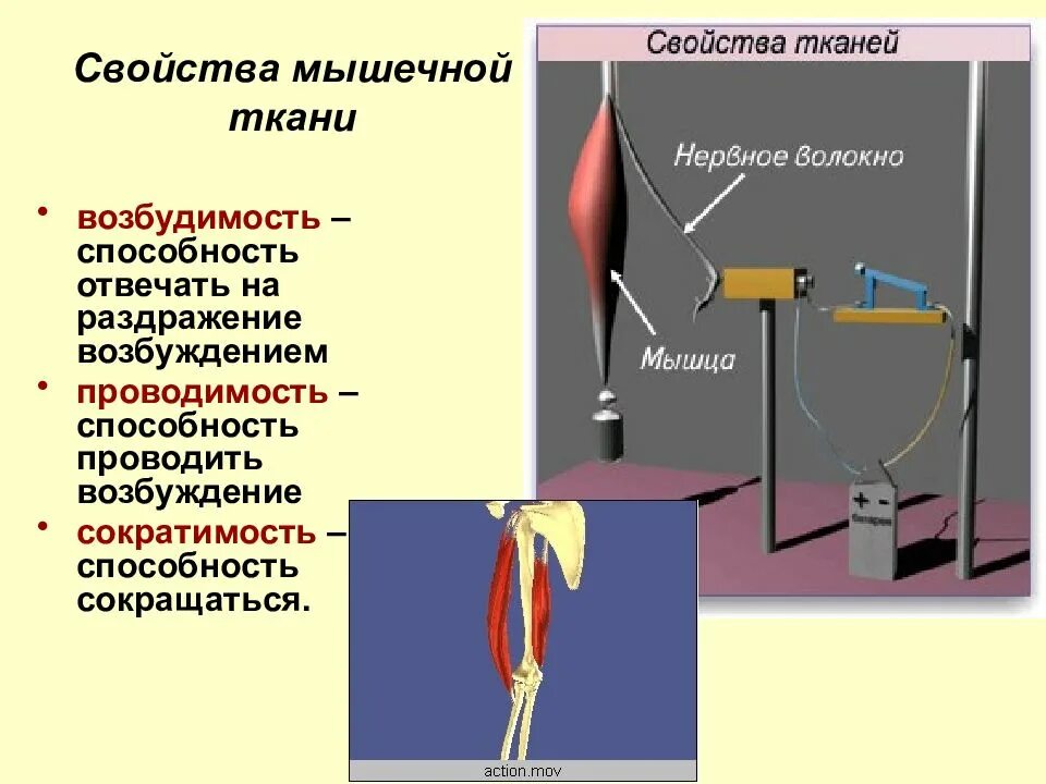 Способность мышцы. Свойства мышечной ткани. Мышечная ткань возбудимость и сократимость. Проводимость мышечной ткани. Свойства мышечной ткани возбудимость и сократимость.