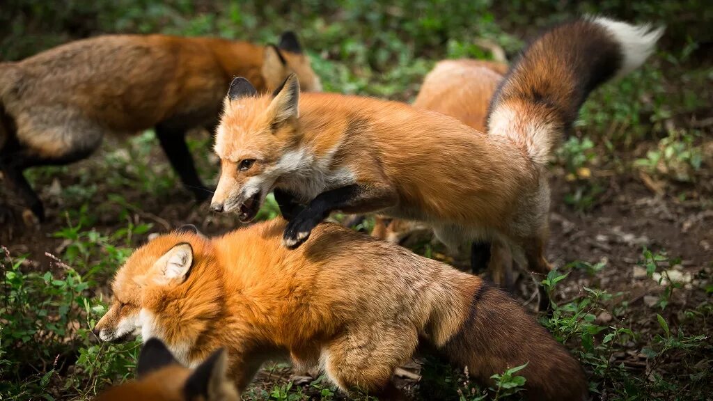 Парки fox