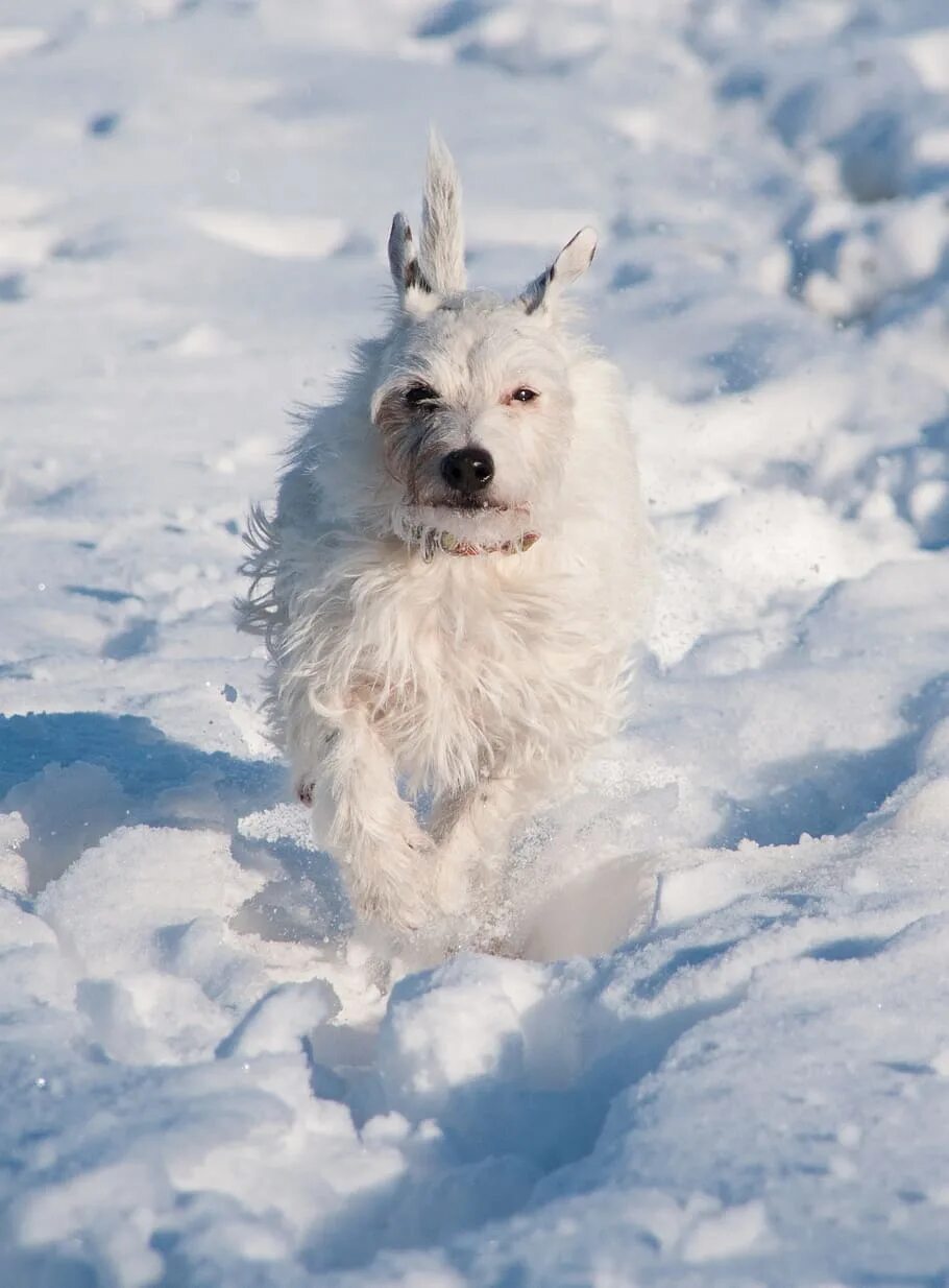 Собака снежок. Сноу терьер. Уайт Сноу терьер. Снежная собака. Собака в снегу.