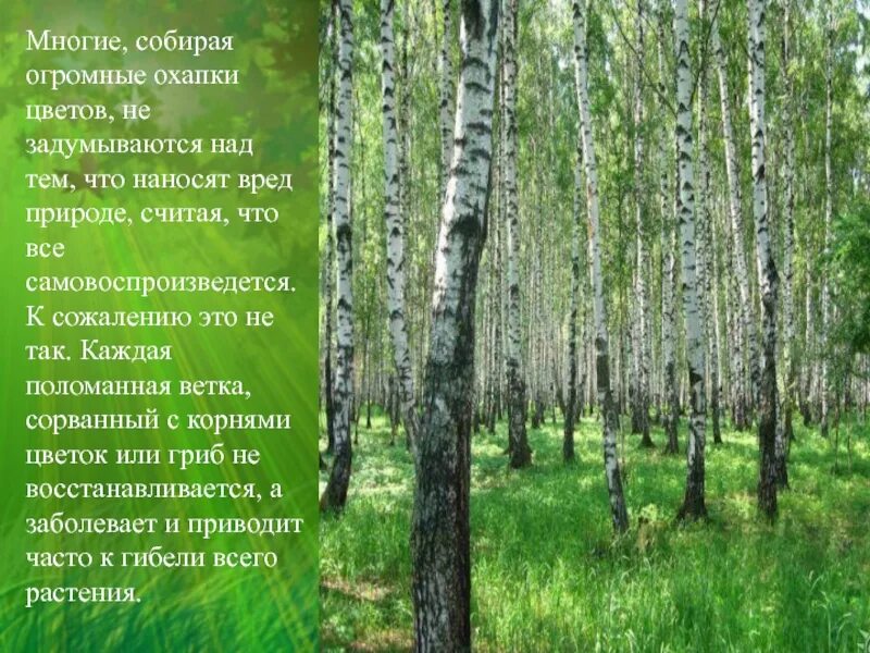Как прохладно в чаще еловой